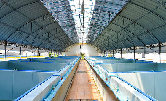 Hatchery constructions